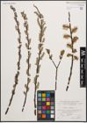 Foto von Salix cinerea L.